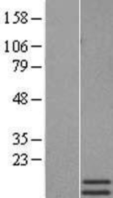 Western Blot: Motilin Overexpression Lysate (Adult Normal) [NBP2-10829] Left-Empty vector transfected control cell lysate (HEK293 cell lysate); Right -Over-expression Lysate for Motilin.