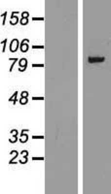 Western Blot: Gamma Adaptin Overexpression Lysate (Adult Normal) [NBP2-10956] Left-Empty vector transfected control cell lysate (HEK293 cell lysate); Right -Over-expression Lysate for Gamma Adaptin.