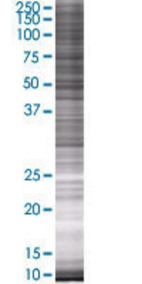 DTNA transfected lysate.