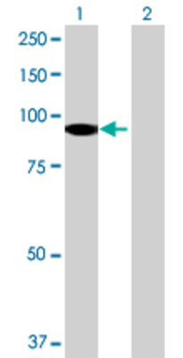 Lane 1: DTNA transfected lysate (75.57 KDa) Lane 2: Non-transfected lysate.