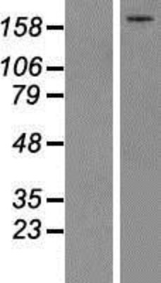 Western Blot: Complement C5 Overexpression Lysate (Adult Normal) [NBP2-10765] Left-Empty vector transfected control cell lysate (HEK293 cell lysate); Right -Over-expression Lysate for Complement C5.