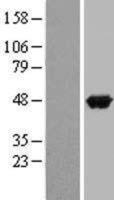 Western Blot: APOA4 Overexpression Lysate (Adult Normal) [NBP2-09022] Left-Empty vector transfected control cell lysate (HEK293 cell lysate); Right -Over-expression Lysate for APOA4.