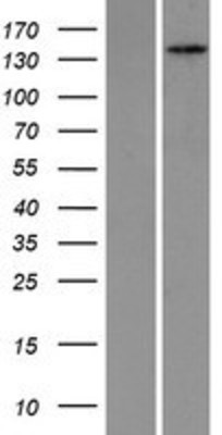 Western Blot: PEX1 Overexpression Lysate (Adult Normal) [NBP2-09026] Left-Empty vector transfected control cell lysate (HEK293 cell lysate); Right -Over-expression Lysate for PEX1.