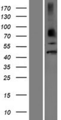 Western Blot: Neuro D4 Overexpression Lysate (Adult Normal) [NBP2-11099] Left-Empty vector transfected control cell lysate (HEK293 cell lysate); Right -Over-expression Lysate for Neuro D4.