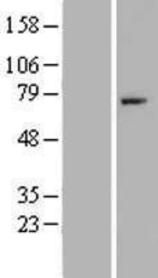 Western Blot: Factor I Overexpression Lysate (Adult Normal) [NBP2-11153] Left-Empty vector transfected control cell lysate (HEK293 cell lysate); Right -Over-expression Lysate for Factor I.