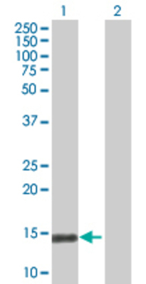 Lane 1: LST1 transfected lysate (13.4 KDa) Lane 2: Non-transfected lysate.