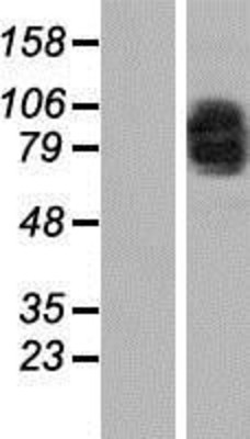 Western Blot: MAD1 Overexpression Lysate (Adult Normal) [NBP2-11234] Left-Empty vector transfected control cell lysate (HEK293 cell lysate); Right -Over-expression Lysate for MAD1.