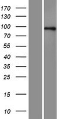 Western Blot: Axin 1 Overexpression Lysate (Adult Normal) [NBP2-10887] Left-Empty vector transfected control cell lysate (HEK293 cell lysate); Right -Over-expression Lysate for Axin 1.