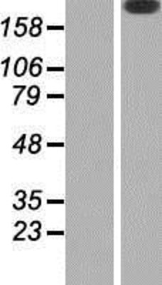 Western Blot: Laminin beta 2 Overexpression Lysate (Adult Normal) [NBP2-10819] Left-Empty vector transfected control cell lysate (HEK293 cell lysate); Right -Over-expression Lysate for Laminin beta 2.