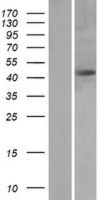 Western Blot: Protein Kinase A regulatory subunit I alpha Overexpression Lysate (Adult Normal) [NBP2-04233] Left-Empty vector transfected control cell lysate (HEK293 cell lysate); Right -Over-expression Lysate for Protein Kinase A regulatory subunit I alpha.