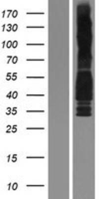 Western Blot: Cyclin D3 Overexpression Lysate (Adult Normal) [NBP2-04203] Left-Empty vector transfected control cell lysate (HEK293 cell lysate); Right -Over-expression Lysate for Cyclin D3.