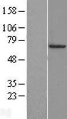 Western Blot: FOXA3 Overexpression Lysate (Adult Normal) [NBP2-04273] Left-Empty vector transfected control cell lysate (HEK293 cell lysate); Right -Over-expression Lysate for FOXA3.