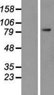 Western Blot: PSMA Overexpression Lysate (Adult Normal) [NBP2-11316] Left-Empty vector transfected control cell lysate (HEK293 cell lysate); Right -Over-expression Lysate for PSMA.