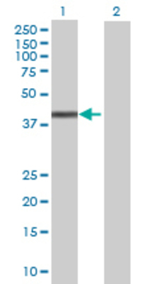 Lane 1: PNMA1 transfected lysate (38.94 KDa) Lane 2: Non-transfected lysate.