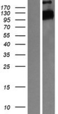 Western Blot: FBW7 Overexpression Lysate (Adult Normal) [NBP2-11238] Left-Empty vector transfected control cell lysate (HEK293 cell lysate); Right -Over-expression Lysate for FBW7.