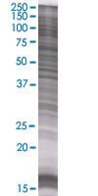 PVRL3 transfected lysate.