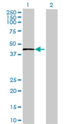 Lane 1: PVRL3 transfected lysate (40.37 KDa) Lane 2: Non-transfected lysate.