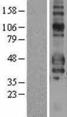 Western Blot: CD16 Overexpression Lysate (Adult Normal) [NBP2-11370] Left-Empty vector transfected control cell lysate (HEK293 cell lysate); Right -Over-expression Lysate for CD16.