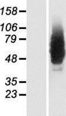 Western Blot: NMDARA1 Overexpression Lysate (Adult Normal) [NBP2-11013] Left-Empty vector transfected control cell lysate (HEK293 cell lysate); Right -Over-expression Lysate for NMDARA1.