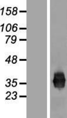 Western Blot: Junctional Adhesion Molecule 1 Overexpression Lysate (Adult Normal) [NBP2-11275] Left-Empty vector transfected control cell lysate (HEK293 cell lysate); Right -Over-expression Lysate for Junctional Adhesion Molecule 1.