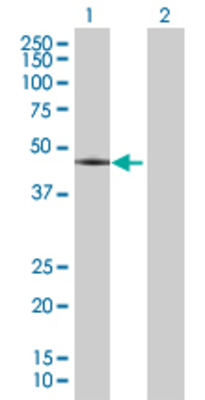 Lane 1: CRLF1 transfected lysate (46.53 KDa) Lane 2: Non-transfected lysate.