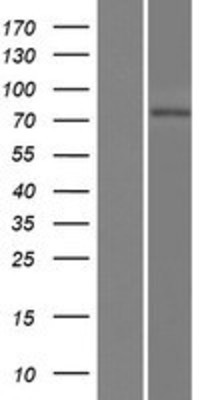 Western Blot: LRRC44 Overexpression Lysate (Adult Normal) [NBP2-11420] Left-Empty vector transfected control cell lysate (HEK293 cell lysate); Right -Over-expression Lysate for LRRC44.