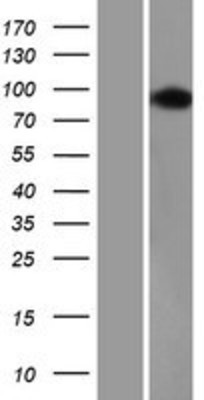 Western Blot: USP16 Overexpression Lysate (Adult Normal) [NBP2-09188] Left-Empty vector transfected control cell lysate (HEK293 cell lysate); Right -Over-expression Lysate for USP16.