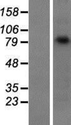 Western Blot: gamma Catenin Overexpression Lysate (Adult Normal) [NBP2-11586] Left-Empty vector transfected control cell lysate (HEK293 cell lysate); Right -Over-expression Lysate for gamma Catenin.