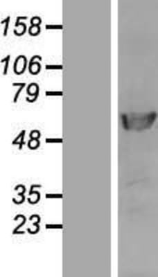 Western Blot: DNA polymerase delta p50 Overexpression Lysate (Adult Normal) [NBP2-11383] Left-Empty vector transfected control cell lysate (HEK293 cell lysate); Right -Over-expression Lysate for DNA polymerase delta p50.