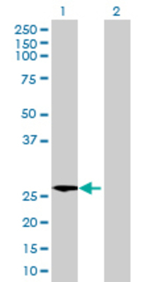 Lane 1: THEM4 transfected lysate (26.51 KDa) Lane 2: Non-transfected lysate.