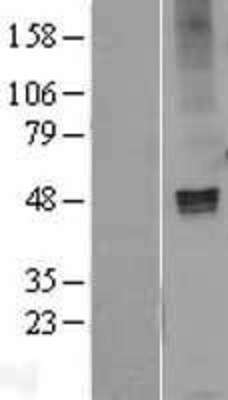Western Blot: GABA A Receptor alpha 3 Overexpression Lysate (Adult Normal) [NBL1-10916] Left-Empty vector transfected control cell lysate (HEK293 cell lysate); Right -Over-expression Lysate for GABA A Receptor alpha 3.