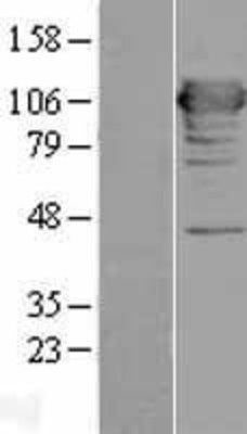 Western Blot: MICAL1 Overexpression Lysate (Adult Normal) [NBL1-13099] Left-Empty vector transfected control cell lysate (HEK293 cell lysate); Right -Over-expression Lysate for MICAL1.