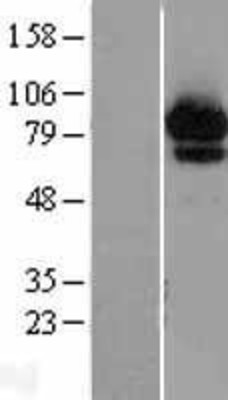 Western Blot: ABCF2 Overexpression Lysate (Adult Normal) [NBL1-07184] Left-Empty vector transfected control cell lysate (HEK293 cell lysate); Right -Over-expression Lysate for ABCF2.