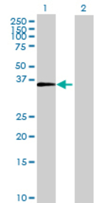 Lane 1: JAM2 transfected lysate (32.89 KDa) Lane 2: Non-transfected lysate.