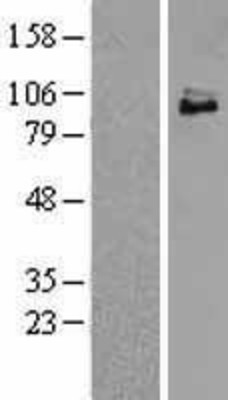Western Blot: TrkC Overexpression Lysate (Adult Normal) [NBL1-13838] Left-Empty vector transfected control cell lysate (HEK293 cell lysate); Right -Over-expression Lysate for TrkC.