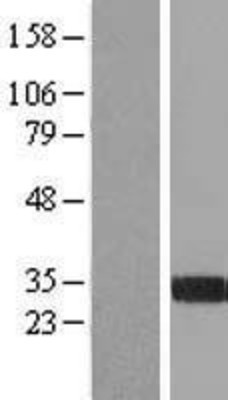 Western Blot: FGL1 Overexpression Lysate (Adult Normal) [NBL1-10710] Left-Empty vector transfected control cell lysate (HEK293 cell lysate); Right -Over-expression Lysate for FGL1.