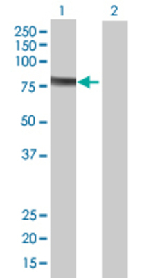Lane 1: GTPBP2 transfected lysate (66.33 KDa) Lane 2: Non-transfected lysate.