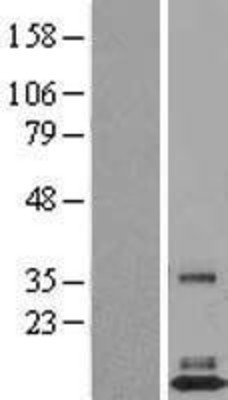 Western Blot: FAM19A3 Overexpression Lysate (Adult Normal) [NBL1-10509] Left-Empty vector transfected control cell lysate (HEK293 cell lysate); Right -Over-expression Lysate for FAM19A3.