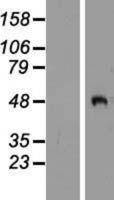 Western Blot: PCOLE2 Overexpression Lysate (Adult Normal) [NBP2-10344] Left-Empty vector transfected control cell lysate (HEK293 cell lysate); Right -Over-expression Lysate for PCOLE2.