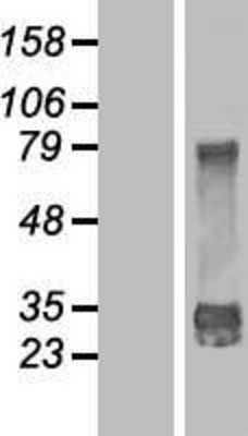 Western Blot: DjC9 Overexpression Lysate (Adult Normal) [NBP2-10292] Left-Empty vector transfected control cell lysate (HEK293 cell lysate); Right -Over-expression Lysate for DjC9.