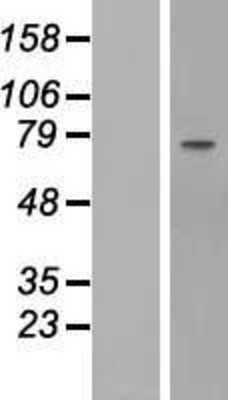 Western Blot: Fibulin 1 Overexpression Lysate (Adult Normal) [NBP2-10409] Left-Empty vector transfected control cell lysate (HEK293 cell lysate); Right -Over-expression Lysate for Fibulin 1.