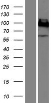Western Blot: CEACAM1 Overexpression Lysate (Adult Normal) [NBP2-10255] Left-Empty vector transfected control cell lysate (HEK293 cell lysate); Right -Over-expression Lysate for CEACAM1.