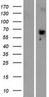 Western Blot: PLBD2 Overexpression Lysate (Adult Normal) [NBP2-10153] Left-Empty vector transfected control cell lysate (HEK293 cell lysate); Right -Over-expression Lysate for PLBD2.