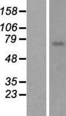 Western Blot: CYPIVF8 Overexpression Lysate (Adult Normal) [NBP2-10373] Left-Empty vector transfected control cell lysate (HEK293 cell lysate); Right -Over-expression Lysate for CYPIVF8.
