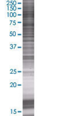 ITGB7 transfected lysate.