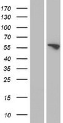 Western Blot: FMO3 Overexpression Lysate (Adult Normal) [NBP2-08941] Left-Empty vector transfected control cell lysate (HEK293 cell lysate); Right -Over-expression Lysate for FMO3.