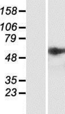 Western Blot: GRP78 Overexpression Lysate (Adult Normal) [NBP2-10471] Left-Empty vector transfected control cell lysate (HEK293 cell lysate); Right -Over-expression Lysate for GRP78.