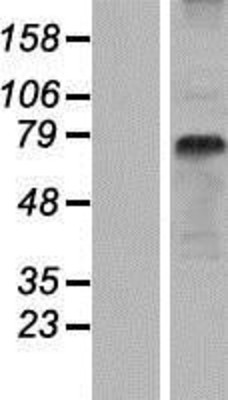 Western Blot: hPepT1 Overexpression Lysate (Adult Normal) [NBP2-10519] Left-Empty vector transfected control cell lysate (HEK293 cell lysate); Right -Over-expression Lysate for hPepT1.