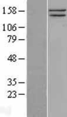 Western Blot: SMC1 Overexpression Lysate (Adult Normal) [NBL1-16236] Left-Empty vector transfected control cell lysate (HEK293 cell lysate); Right -Over-expression Lysate for SMC1.