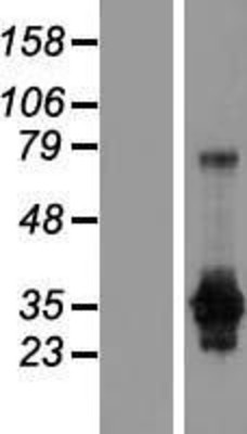 Western Blot: GAS2 Overexpression Lysate (Adult Normal) [NBP2-09694] Left-Empty vector transfected control cell lysate (HEK293 cell lysate); Right -Over-expression Lysate for GAS2.